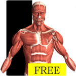 Visual Anatomy Free for PC
