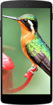 Backgrounds HD QHD Wallpapers for PC screenshot 2