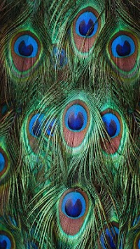 Peacock Feathers Live Wallpaper for PC screenshot 1