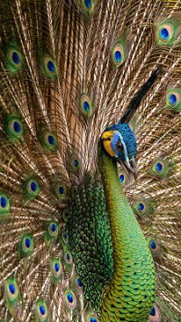 Peacock Feathers Live Wallpaper for PC screenshot 3