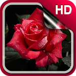 3D Rose Live Wallpaper HD for PC