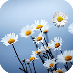Daisy Live Wallpaper for PC