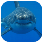 Shark Megalodon for PC