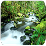 RainForest sounds for PC