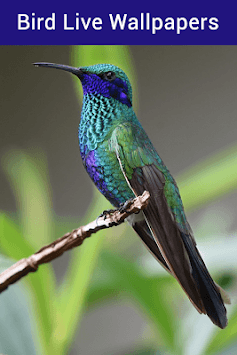 Bird Live Wallpaper - Cute Bird Wallpaper & Editor for PC screenshot 1
