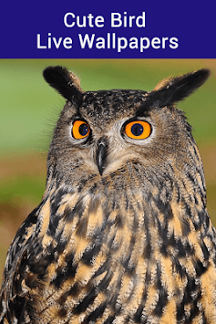 Bird Live Wallpaper - Cute Bird Wallpaper & Editor for PC screenshot 2