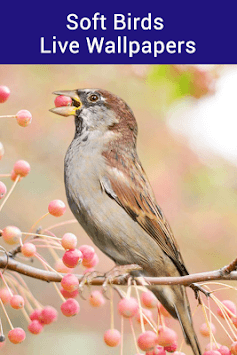 Bird Live Wallpaper - Cute Bird Wallpaper & Editor for PC screenshot 3