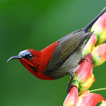 Bird Live Wallpaper HD 4K for PC