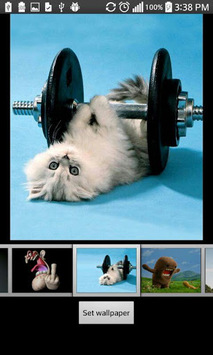 Funny HD Wallpapers for PC screenshot 2