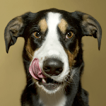 dog licking live wallpaper for PC