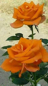 Beautiful flowers and roses pictures Gif for PC screenshot 3
