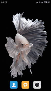 HD Betta Fish Wallpapers for PC screenshot 3