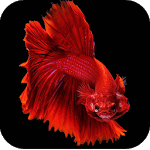 HD Betta Fish Wallpapers for PC