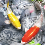 Fish Live Wallpaper 3D: Lively Koi Fish Background for PC