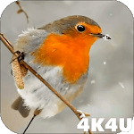 4K Slow motion Animals Video Live Wallpaper for PC