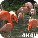 4K Flamingo Video Live Wallpaper for PC