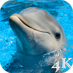 Dolphins 4K Live Wallpaper for PC