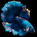 Betta Fish Live Wallpaper FREE for PC Betta Fish Live Wallpaper FREE for PC