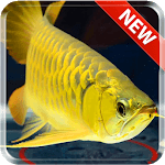 New Arowana Gold LiveWallpaper for PC