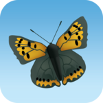 Big Butterfly Count for PC