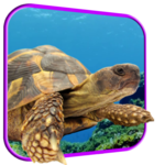 Turtle 3D Live Wallpaper for PC
