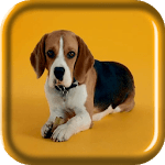 Beagle Puppy Live Wallpaper for PC