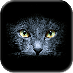 Black Cats Live Wallpaper for PC