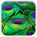 Peacock Feathers Live Wallpaper for PC