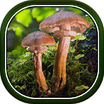 Beautiful Autumn Live Wallpaper HD for PC