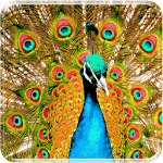 New Peacock Live Wallpaper for PC