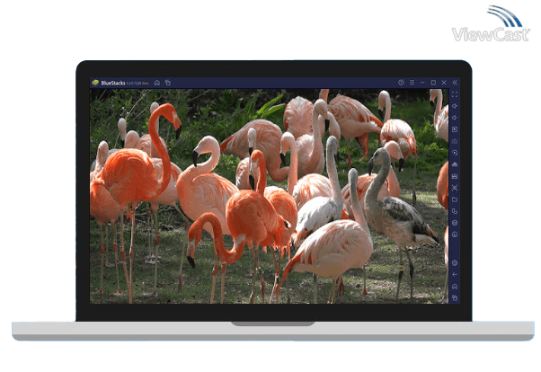 Run 4K Flamingo Video Live Wallpaper on PC Run 4K Flamingo Video Live Wallpaper on PC